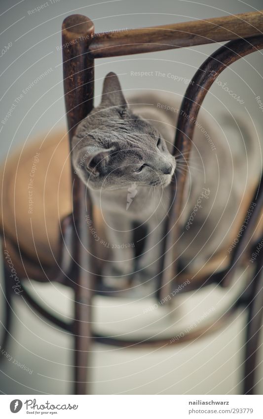 bonuses Animal Pet Cat russian blue 1 Furniture Chair Wood Observe Think Discover Relaxation Listening Looking Sit Wait Elegant Friendliness Beautiful Curiosity