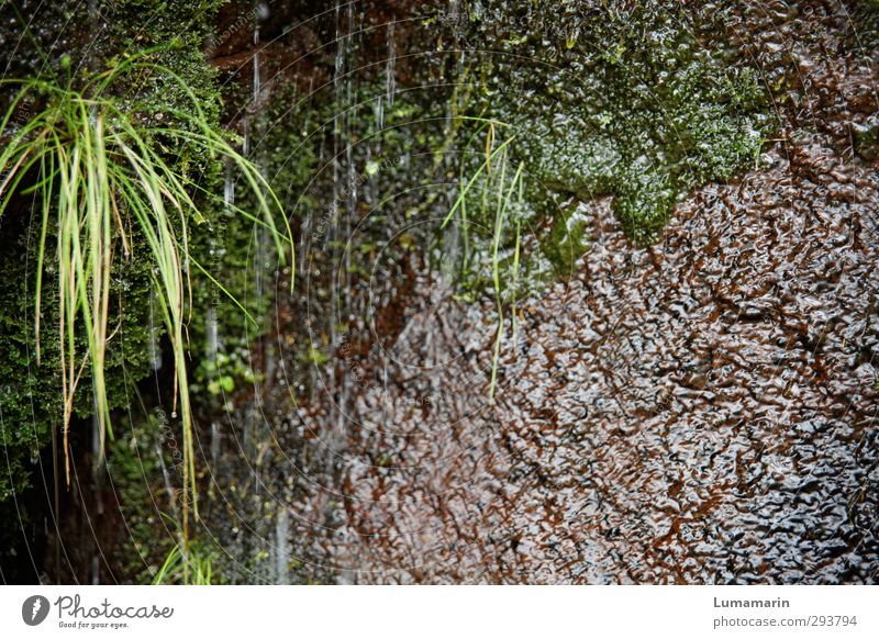 eco Environment Nature Plant Elements Earth Water Drops of water Grass Moss Wet Natural Green Pure Environmental protection Growth Trickle Damp Runlet