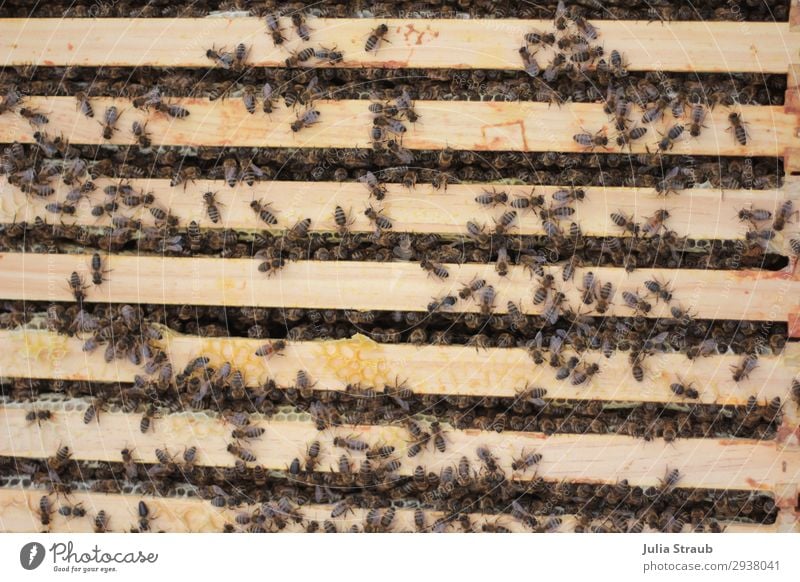 Bees frame wax Flock Build Crawl Healthy Brown Testing & Control Team Teamwork Beehive beeswax Colour photo Exterior shot Day Bird's-eye view