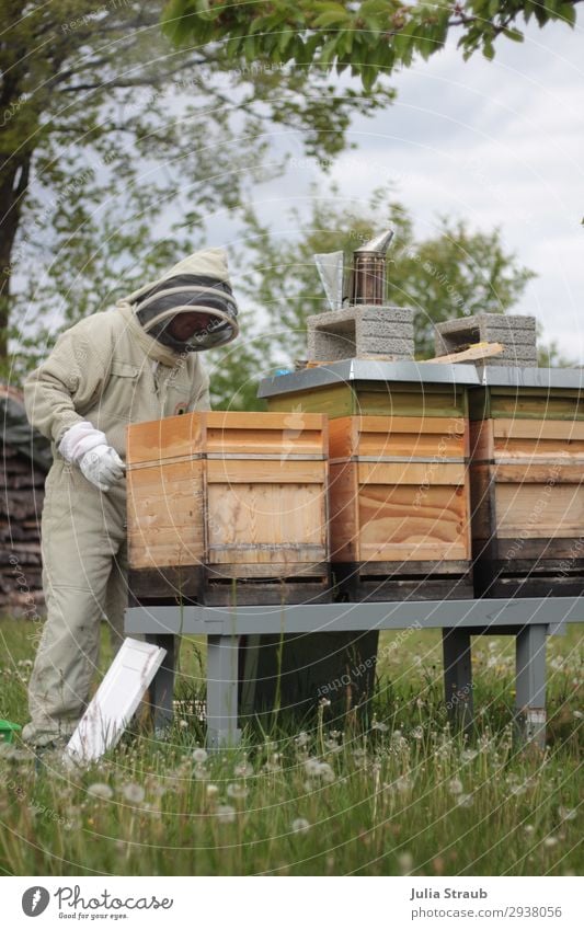 Bee house beekeeper meadow Masculine 1 Human being 30 - 45 years Adults Nature Summer Tree Grass Meadow Observe Movement Looking Green Climate Beehive Veil