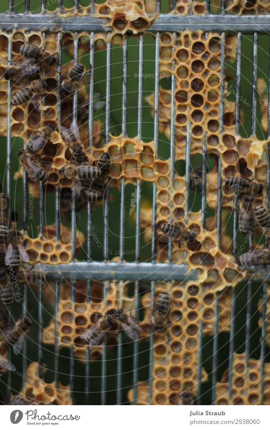 Queen barrier bee lattice Bee Flock Movement Flying Crawl Natural Wild Brown Yellow Nature Honey-comb Colour photo Exterior shot Day Central perspective