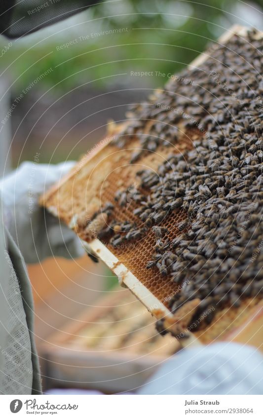 Bees control white egg cell Flock Observe To hold on Looking Exceptional King keep beekeepers Honey-comb frame Wax Honey bee Colour photo Exterior shot Day