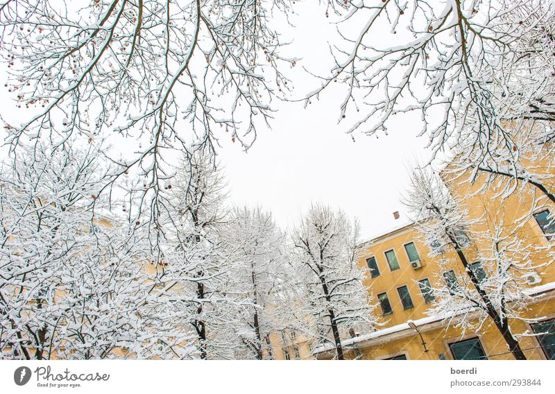 Winter in winter in the city Environment Fog Ice Frost Snow Tree Town Facade Cold Beautiful Yellow White Calm Idyll Colour photo Exterior shot Day
