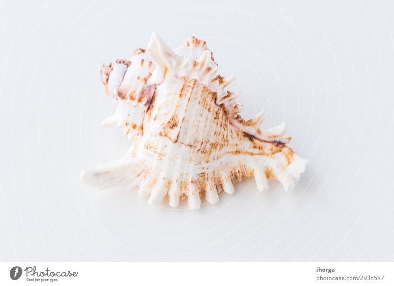 Seashells. Top view with copy space. Design Vacation & Travel Tourism Trip Summer Sun Beach Ocean Wallpaper Nature Sand Coast Natural Clean White Beige