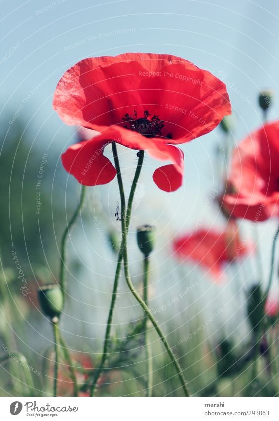 dreaming Environment Nature Landscape Plant Flower Green Red Summery Poppy Poppy blossom Poppy field Poppy capsule Poppy leaf Beautiful weather Colour photo