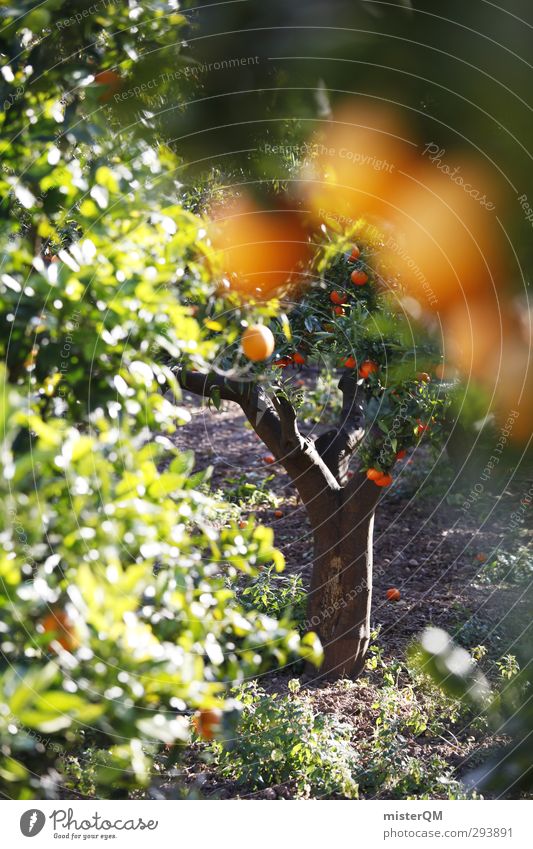 The Forbitten. Art Esthetic Contentment Orange Orange juice Orange tree Orange plantation Harvest Healthy Eating Majorca Spain Holiday season Nature Agriculture