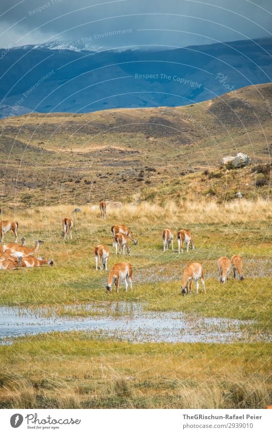 Guanaco Herd Animal Group of animals Blue Brown Green Patagonia Llama Alpaca Exterior shot To feed Drinking guanaco Stone Steppe Hill Mountain South America
