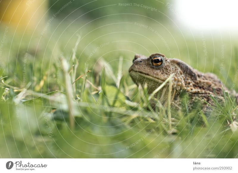 ... I am a prince Environment Nature Grass Meadow Animal Frog 1 Illuminate Looking Wait Serene Painted frog Lawn Cover Bad mood Colour photo Exterior shot