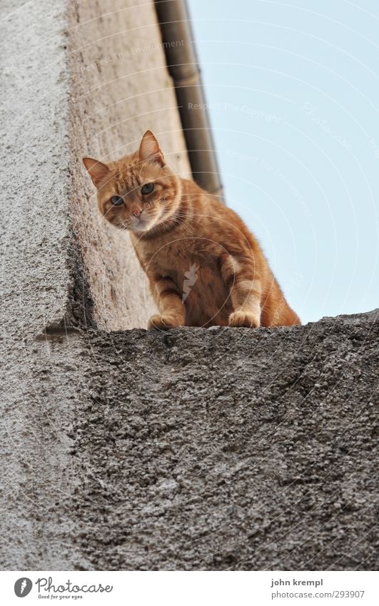 We don't buy anything Wall (barrier) Wall (building) Cat 1 Animal Observe Looking Stand Soft Orange Watchfulness Curiosity Climbing Paw Exterior shot Deserted
