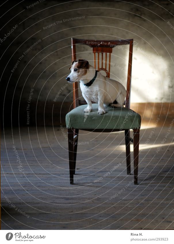 dog's life Chair Attic Animal Pet Dog 1 Sit Wait Joy Love of animals Boredom Terrier Jack Russell terrier Colour photo Interior shot Deserted Copy Space left