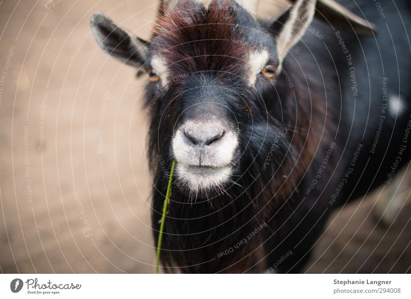 Hi! Environment Animal Farm animal Zoo Petting zoo 1 To feed Looking Curiosity Sympathy Love of animals Goats tame Colour photo Deserted Copy Space left