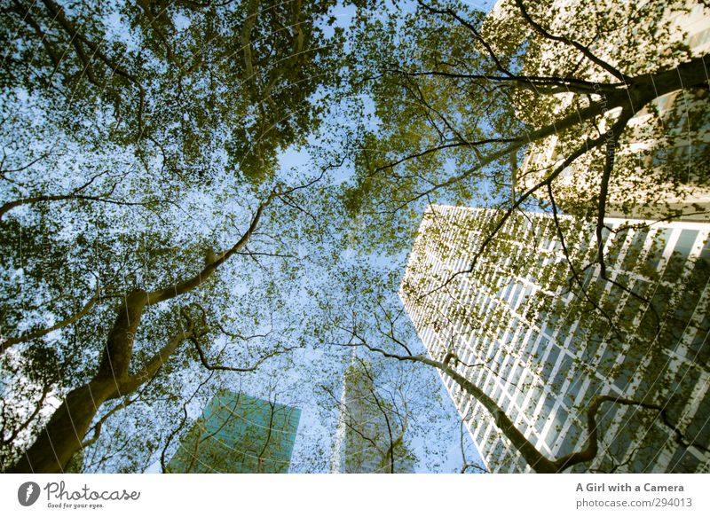 but above all Nature Sky Cloudless sky Autumn Beautiful weather Tree New York City Town Downtown Skyline High-rise Manmade structures Architecture