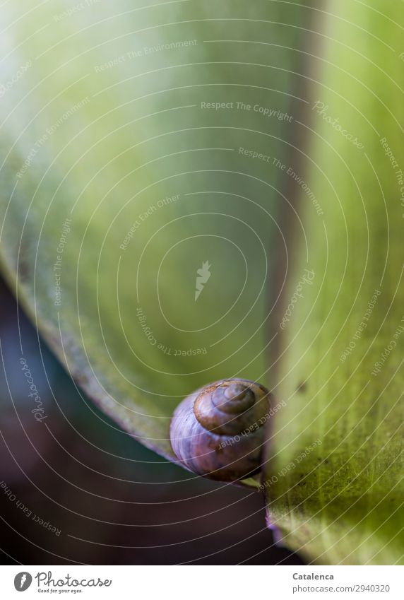 On the edge of an arum leaf Nature Plant Animal Spring Leaf Blossom Cuckoo pint Garden Forest Crumpet 1 Blossoming pretty Small Brown Green Violet Moody