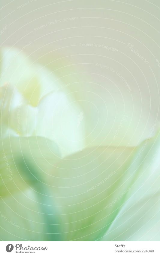 delicate tulip blossom Tulip gossamer Spring flower Tulip blossom flowering tulip Abstract Bright green pastel shades Poetic Romance Meaning Pastel tone