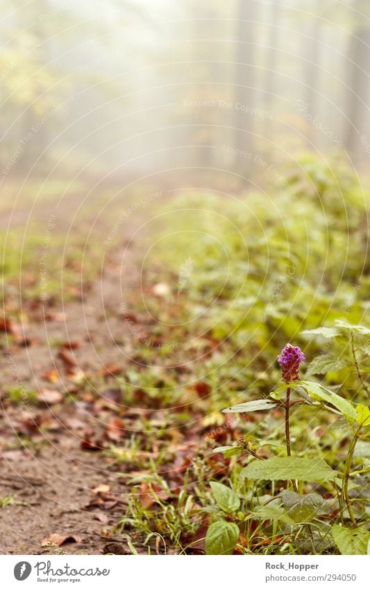 Flower by the wayside Relaxation Calm Tourism Trip Hiking Environment Nature Landscape Plant Earth Autumn Fog Tree Grass Forest Mountain Highlands Footpath