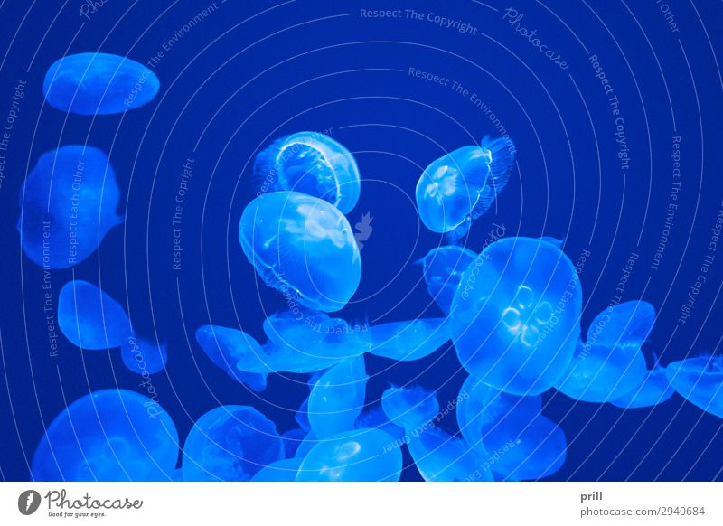 Lots of Jellyfishes Ocean Water Flock Fluid Wet Blue Chaos aurelia aurita gelatinous semitransparent Hover be afloat Translucent Damp Colour photo Close-up