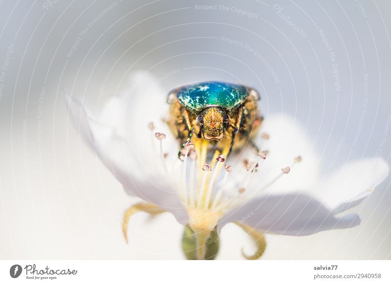 rose chafer Environment Nature Spring Plant Blossom Pear blossom Garden Animal Beetle Animal face Insect Rose beetle 1 To enjoy Crawl Glittering Turquoise White