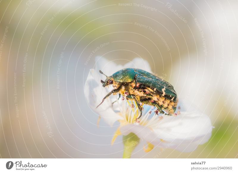 rose chafer Environment Nature Spring Summer Blossom Garden Animal Wild animal Beetle Rose beetle Insect 1 To enjoy Crawl Glittering Pollen Fragrance Sprinkle