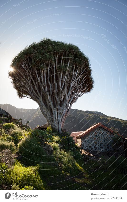 dragon tree Vacation & Travel Tourism Trip Far-off places Sun Nature Landscape Plant Cloudless sky Horizon Spring Beautiful weather Tree Exotic Dragon tree Hill