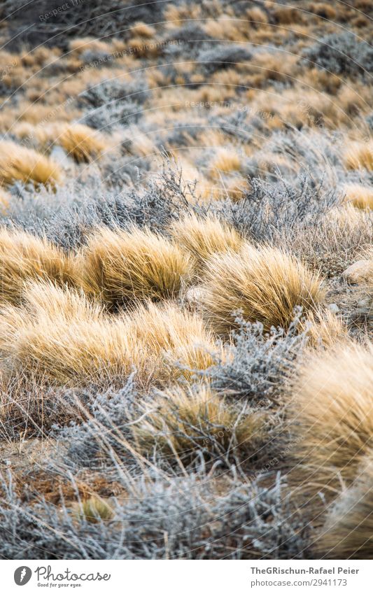 steppe Nature Brown Gray Silver Steppe Patagonia Argentina Plant Dry Wind Gloomy Growth Grass Colour photo Exterior shot Deserted Copy Space top