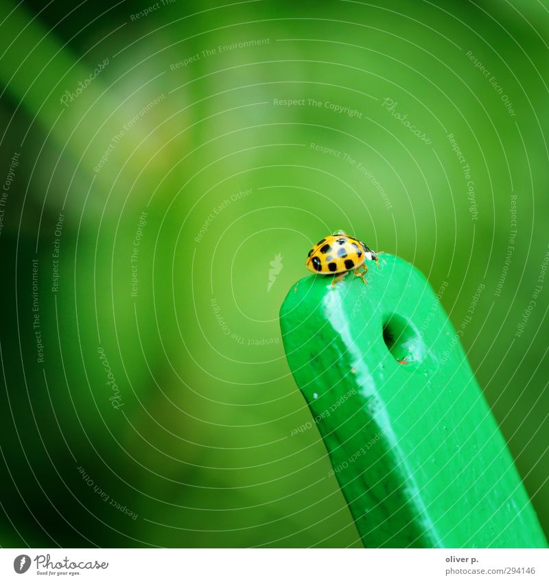 summiteers Beetle 1 Animal Brave Endurance Adventure Nature Target Ladybird Insect Good luck charm bokeh Green Colour photo Exterior shot Close-up