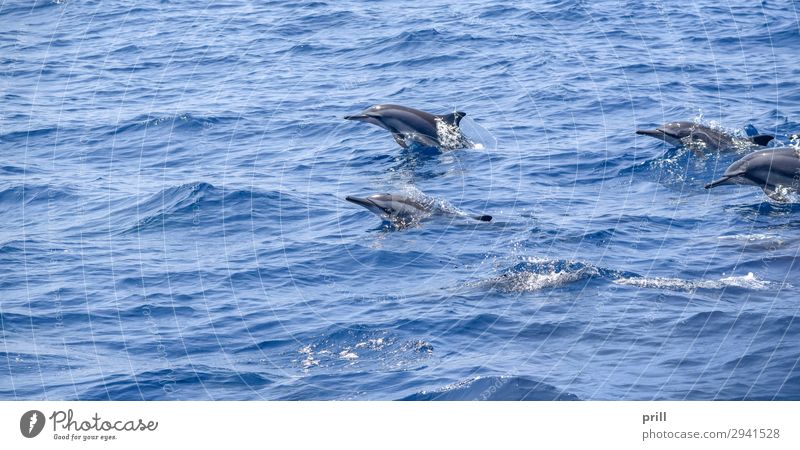 oceanic dolphins Playing Ocean Family & Relations Nature Animal Water Wild animal Jump Together Wet Blue Gray Dolphin be afloat Aquatic Sri Lanka Surface group