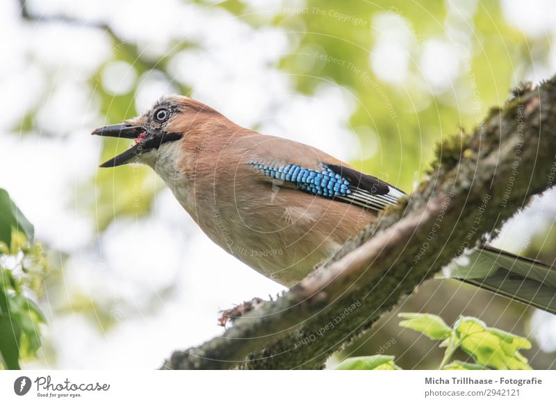 Gluttonous Jay Nature Animal Sky Sunlight Beautiful weather Tree Leaf Twigs and branches Wild animal Bird Animal face Wing Feather Plumed Beak Eyes 1 Observe