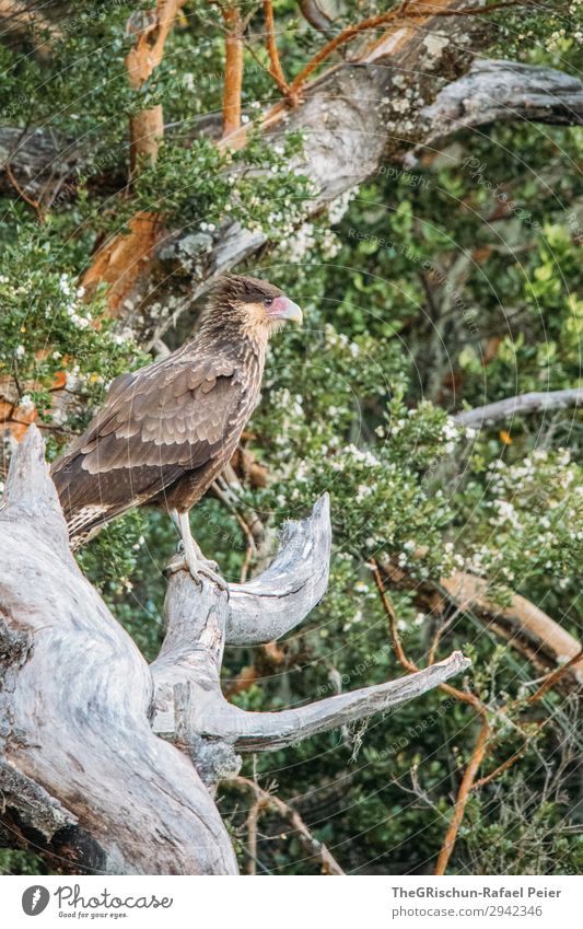 Cara Cara - Falcons Animal 1 Esthetic Bird Flying Plumed Tree Observe Beak Metal coil Claw Bird of prey Colour photo Exterior shot Deserted Copy Space right Day