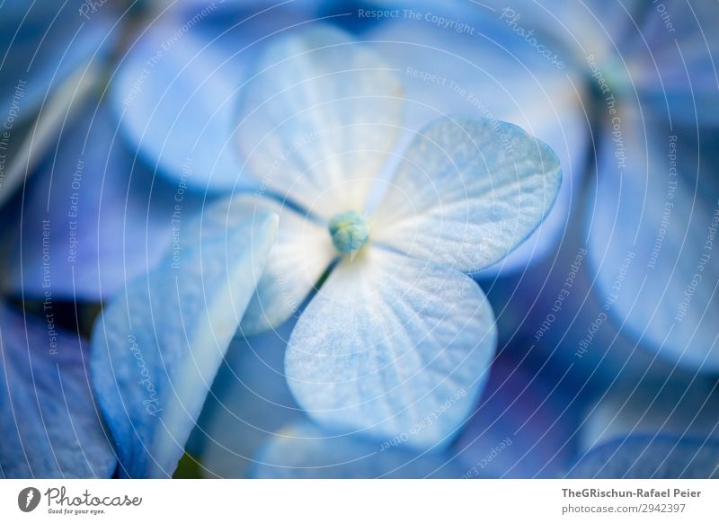 hydrangea Plant Blue White Violet Bluish Structures and shapes Blossom Flower Hydrangea 4 Shallow depth of field Colour photo Close-up Detail Deserted