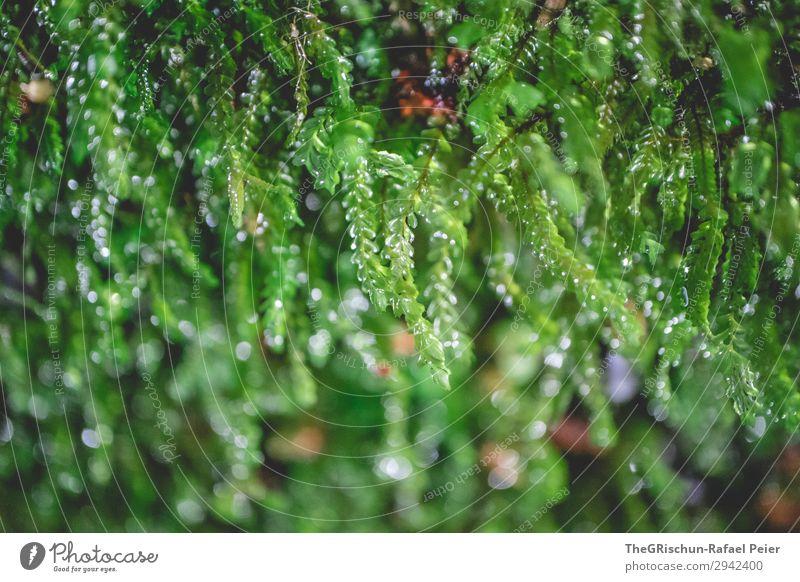 detail Plant Green Water Damp Drop Growth Moss Detail Structures and shapes Colour photo Exterior shot Close-up Macro (Extreme close-up) Deserted Copy Space top