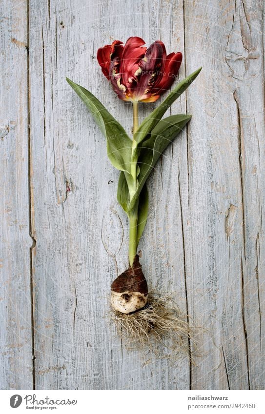 tulip Snowboard Environment Nature Plant Spring Flower Tulip Agricultural crop Onion Wood Blossoming Fragrance Growth Natural Beautiful Gray Green Red Peaceful