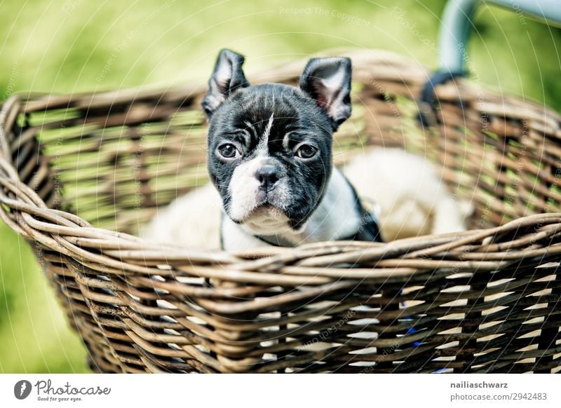 Boston Terrier puppy on the way Lifestyle Vacation & Travel Tourism Trip Environment Nature Spring Summer Beautiful weather Bicycle Animal Pet Dog