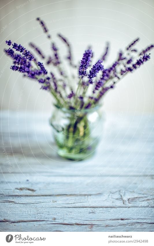 Still Life with Lavender Lifestyle Plant Flower Foliage plant Agricultural crop Vase Glass Bouquet Fragrance Elegant Natural Beautiful Gray Green Violet