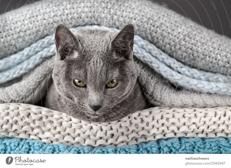 Russian Blue Cat Elegant Relaxation Living or residing Flat (apartment) Animal Pet Animal face russian blue 1 Ceiling Rope Observe Communicate Lie Looking Wait