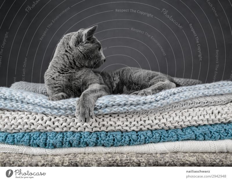 Russian Blue Cat Elegant Relaxation Animal Pet british shorthair cat 1 Blanket knitted blanket Observe Crouch Lie Dream Brash Cuddly Natural Curiosity Cute