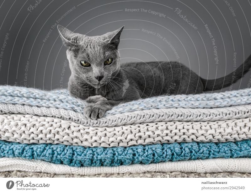 Russian Blue Cat Elegant Relaxation Winter Animal Pet russian blue 1 Ceiling knitted blanket Knitting pattern Observe Lie Brash Cuddly Funny Curiosity Cute Soft