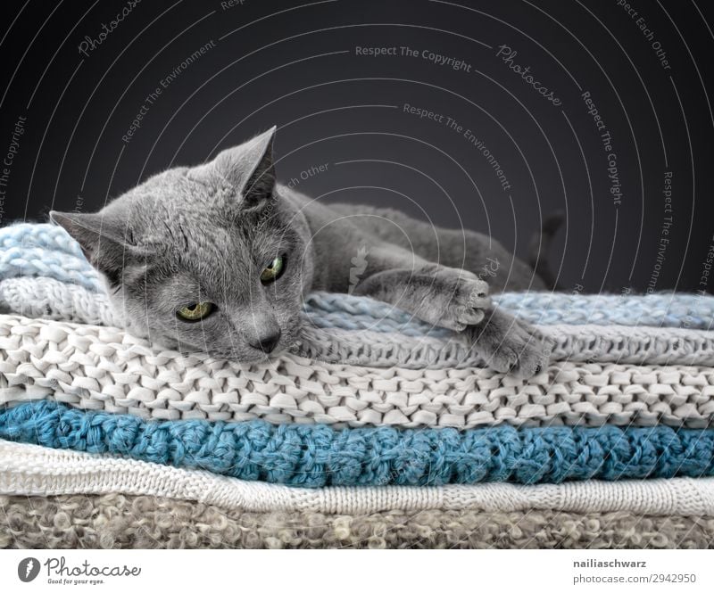 Russian Blue Cat Elegant Style Relaxation Knit Living or residing Flat (apartment) Animal Pet Animal face Paw russian blue 1 Blanket knitted blanket Observe