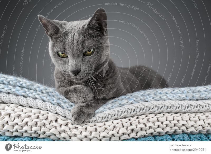 Russian Blue Cat Elegant Relaxation Knit Living or residing Flat (apartment) Animal Pet russian blue 1 Blanket Textiles Knitting pattern Observe Looking Natural