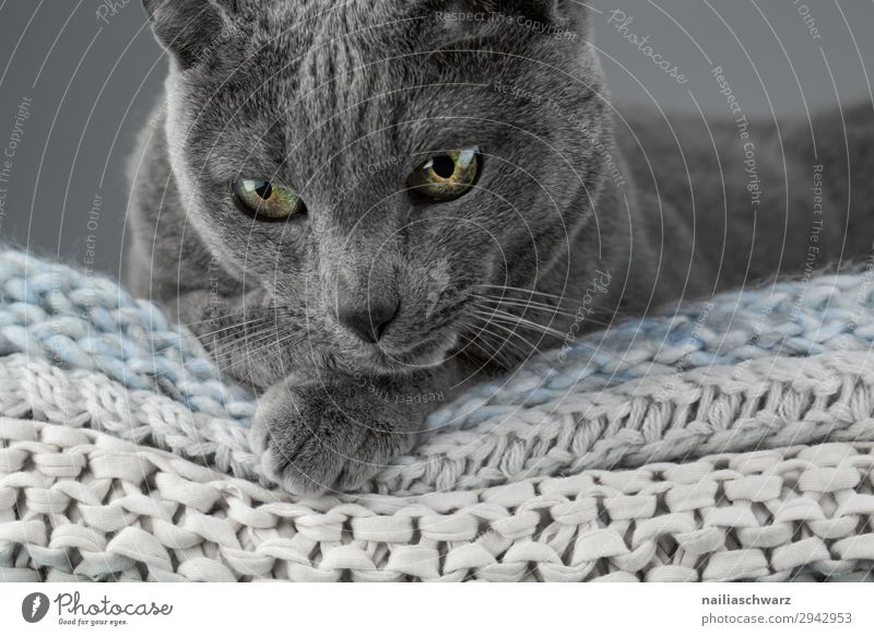 Russian Blue Cat Lifestyle Elegant Harmonious Well-being Relaxation Calm Living or residing Animal Pet Animal face 1 Blanket knitted blanket Observe Looking