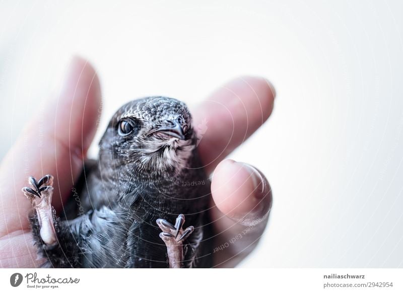 Common Swift Summer Hand Fingers Animal Wild animal Bird swifts 1 Baby animal Observe Relaxation To hold on Looking Simple Free Natural Curiosity Cute Gray