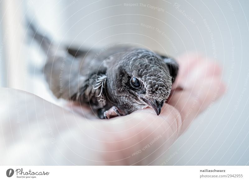 Common swift young bird Summer Hand Animal Wild animal Bird swifts 1 Baby animal Observe To hold on Looking Friendliness Small Curiosity Cute Gray