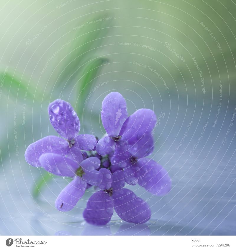 purple spring dream Environment Nature Plant Drops of water Spring Summer Flower Leaf Blossom Water Blossoming Growth Esthetic Simple Friendliness Happiness