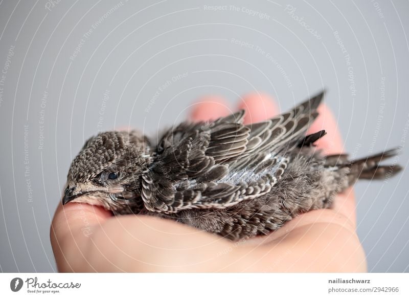 Common swift young bird Summer Hand Animal Wild animal Bird swifts Young bird 1 Baby animal To hold on Lie Small Cute Beautiful Gray White Power Trust