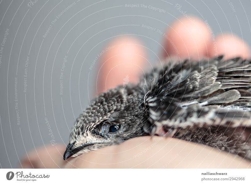 Common Swift Summer Hand Animal Wild animal Bird swifts nestling Young bird 1 Baby animal Relaxation To hold on Small Natural Cute Gray White Together