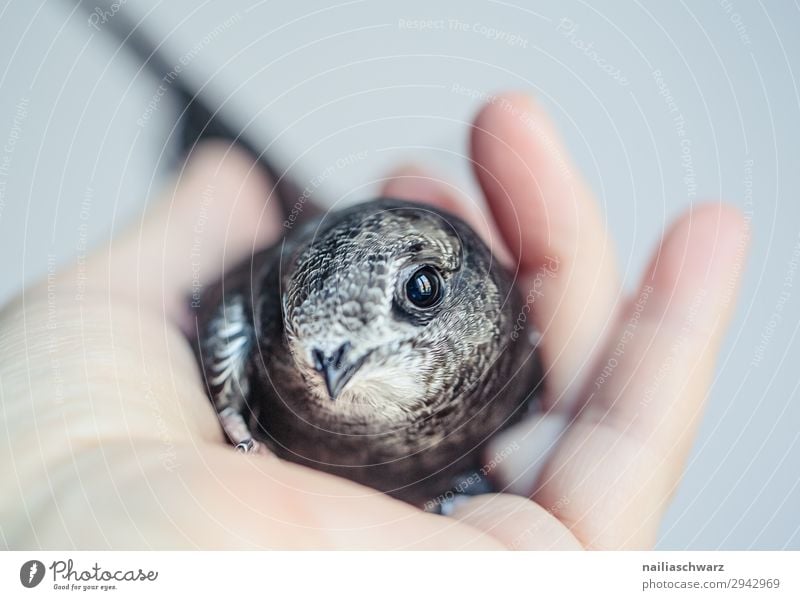 Common Swift Summer Hand Animal Bird swifts Young bird 1 Baby animal Observe To hold on Looking Natural Curiosity Cute Contentment Spring fever Love of animals