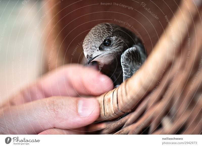 Common Swift Summer Hand Animal Bird swifts 1 Baby animal Basket To hold on Looking Friendliness Small Curiosity Cute Power Trust Safety Protection Sympathy