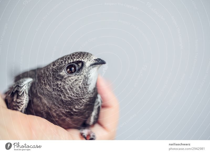 Common Swift Summer Hand Animal Wild animal Bird swifts 1 Baby animal Observe To hold on Crouch Lie Looking Natural Curiosity Cute Soft Gray Spring fever Trust