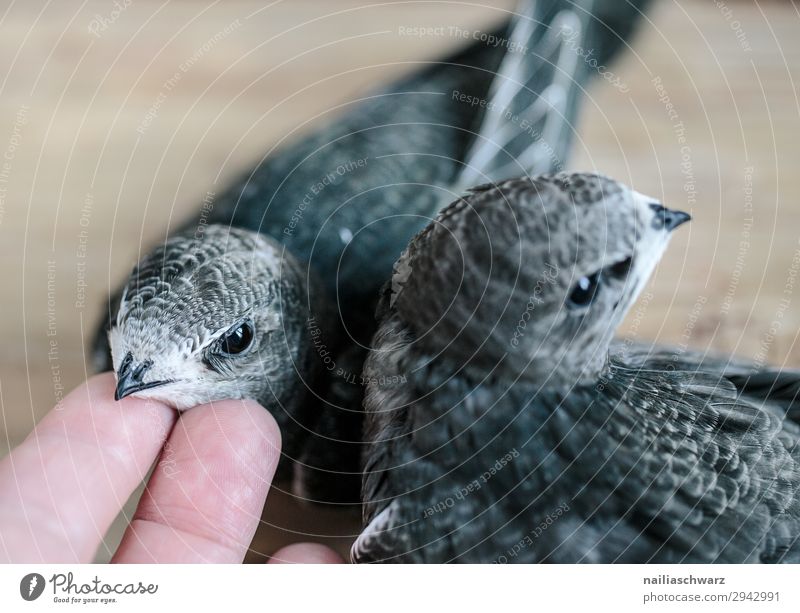 two swifts Summer Hand Fingers Animal Bird 2 Group of animals Baby animal Animal family Observe Discover Feeding Happiness Natural Curiosity Cute Sympathy