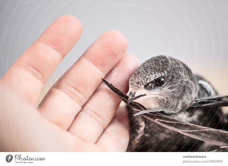 Common Swift Summer Hand Fingers 1 Human being Animal Wild animal Bird swifts Baby animal To hold on Communicate Friendliness Together Near Cute Spring fever