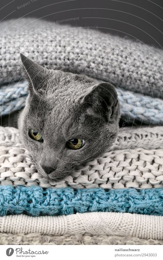 Russian blue cat Lifestyle Elegant Well-being Relaxation Calm Winter Living or residing Animal Pet Cat russian blue 1 Ceiling knitted blanket Rope Observe Lie